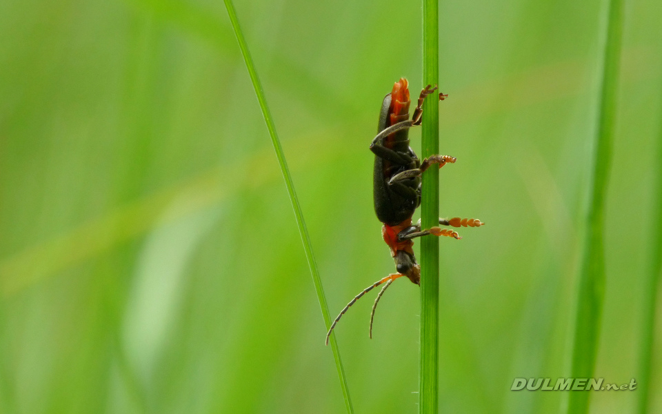 Soldier Beetle (Cantharis obscura)